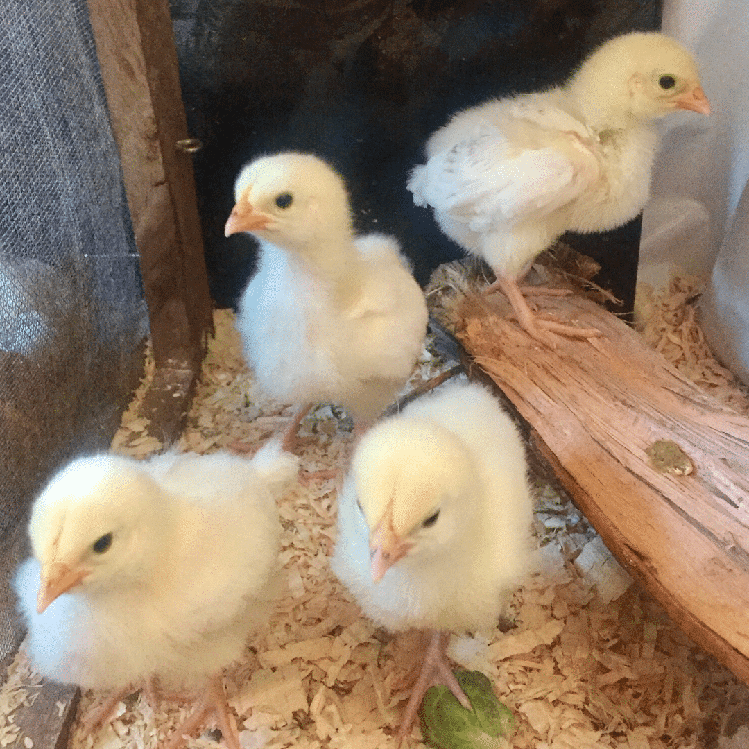 Light Sussex Chicks in Brooder Chamcook Schoolhouse