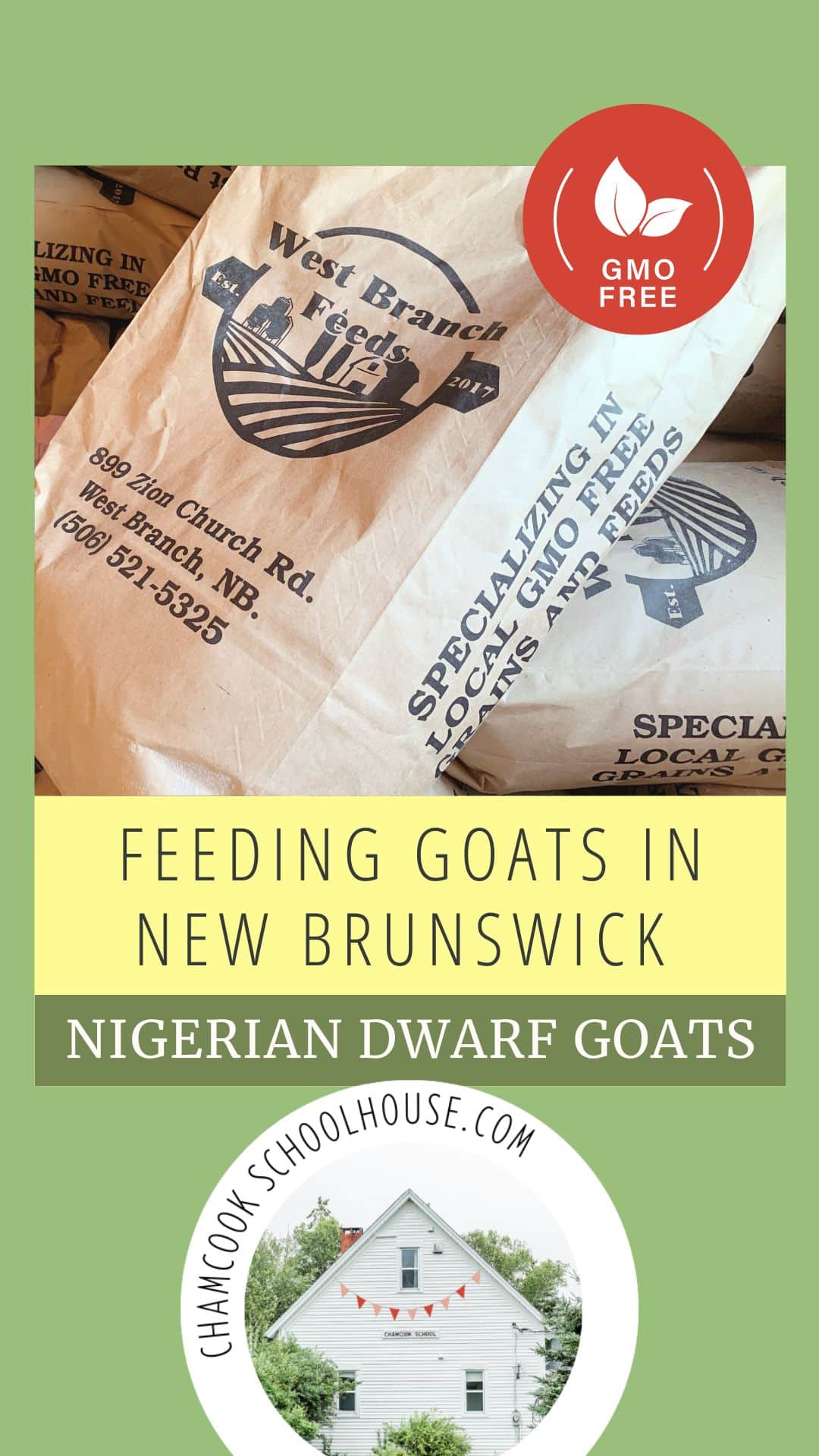 Nourishing Nigerian Dwarf Goats in New Brunswick feeding goats