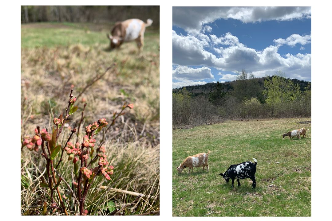 Nigerian Dwarf goat herd on pasture in New Brunswick homestead land blueberries grass